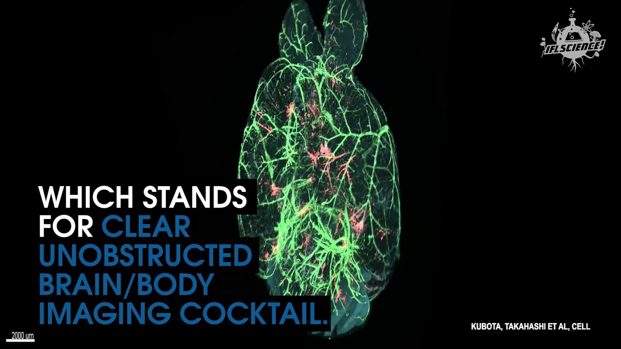 Transparent Mice Help To Detect Cancer