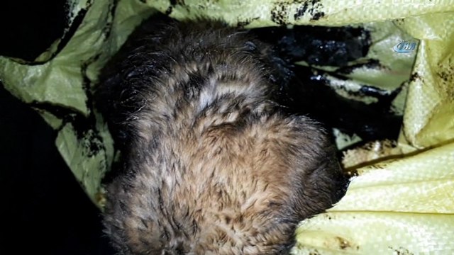 İtfaiye kurtardı, hayvansever vatandaş temizledi