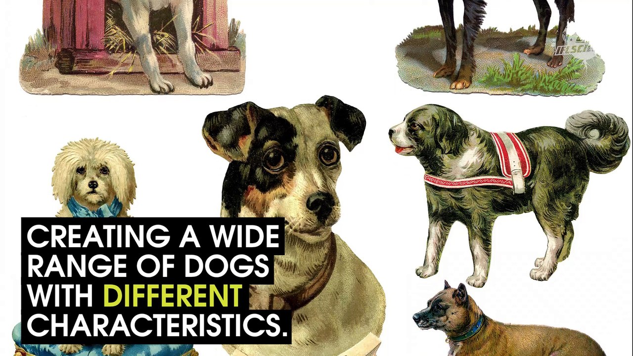 Watch The Evolution Of Dogs