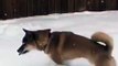Un chien Shiba fait des bonds dans la neige
