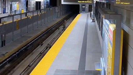 Deux pumas se baladent tranquillement sur les rails du métro