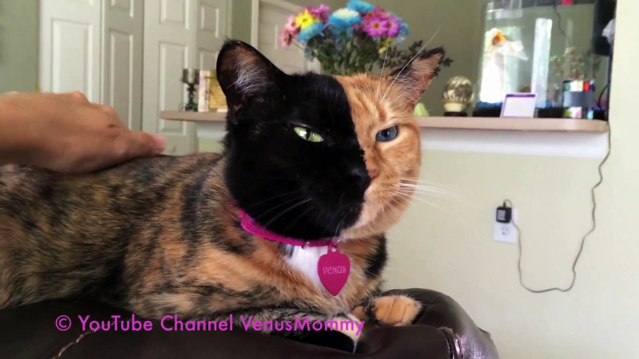 Voici Narnia Et Venus 2 Chats Chimeres A Double Face Video Dailymotion