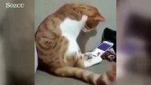 Ölen sahibini görünce duygusal anlar yaşayan kedi sosyal medyada insanların yüreklerine dokundu.