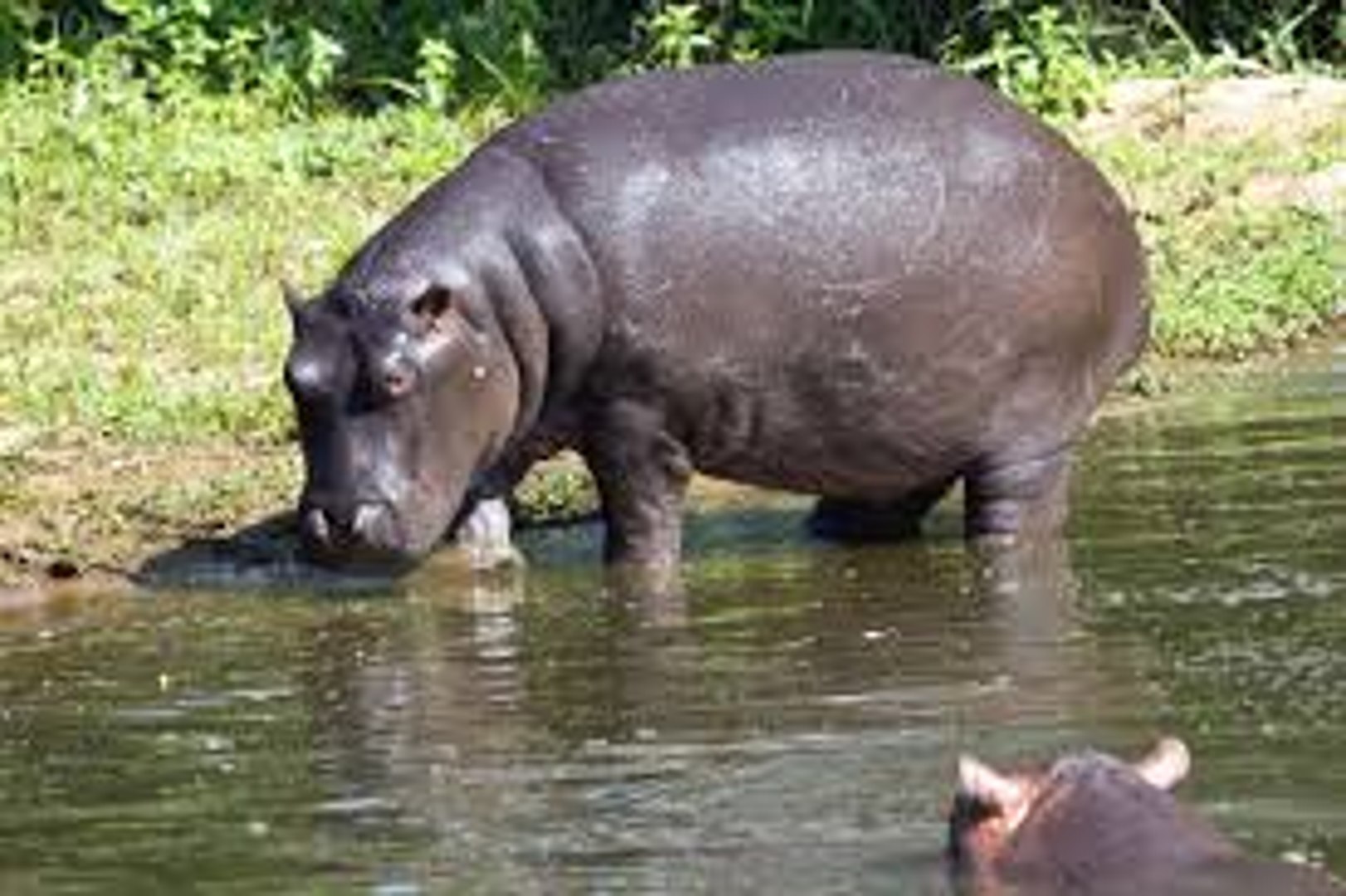 Tout savoir sur les hippopotames, image size:1622x1080