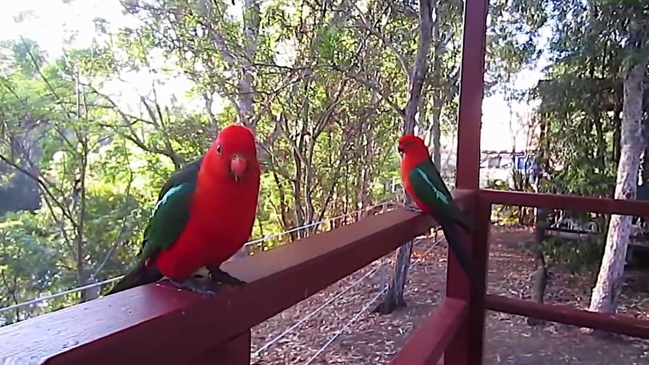 Attractive_Australian_King_Parrot