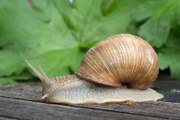 Tout savoir sur les mollusques