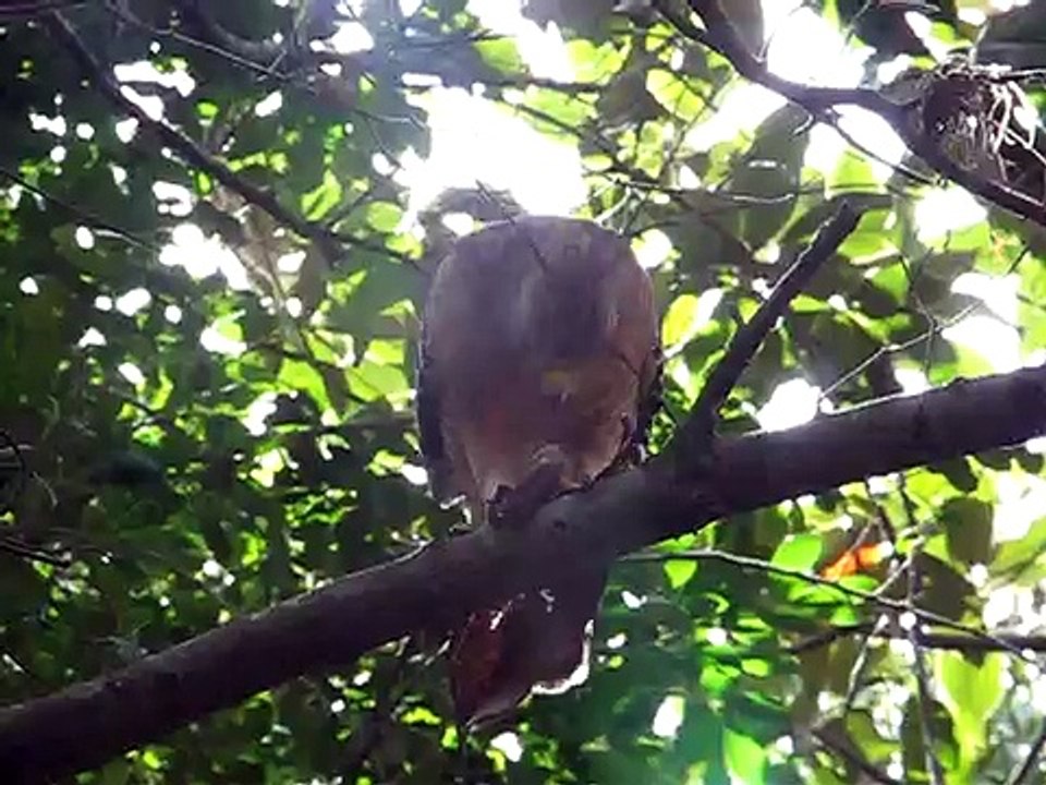Red-shouldered_Hawk_eating_a_lizard