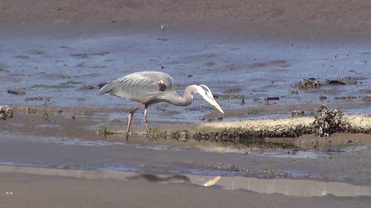 Great_Blue_Heron_(Ardea_Herodias)