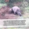 Ce bébé rhinocéros tente de « réveiller » sa mère tuée par des braconniers