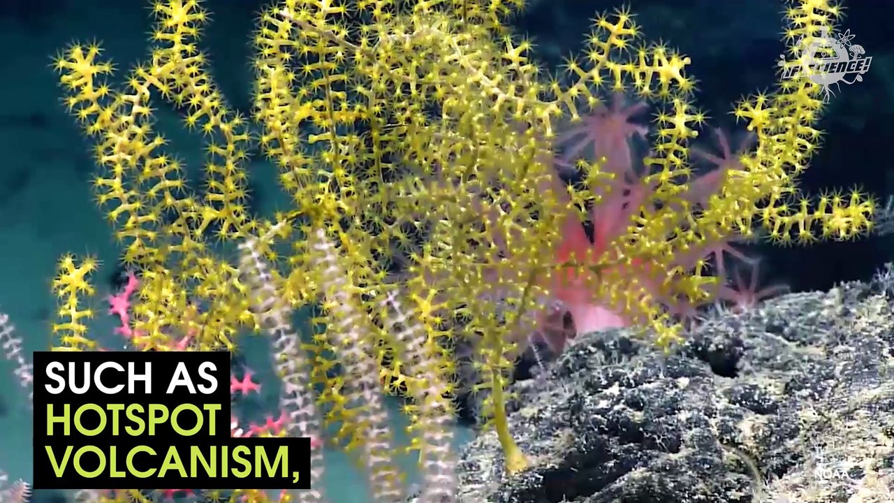NOAA Maps The Musician's Seamounts For The First Time