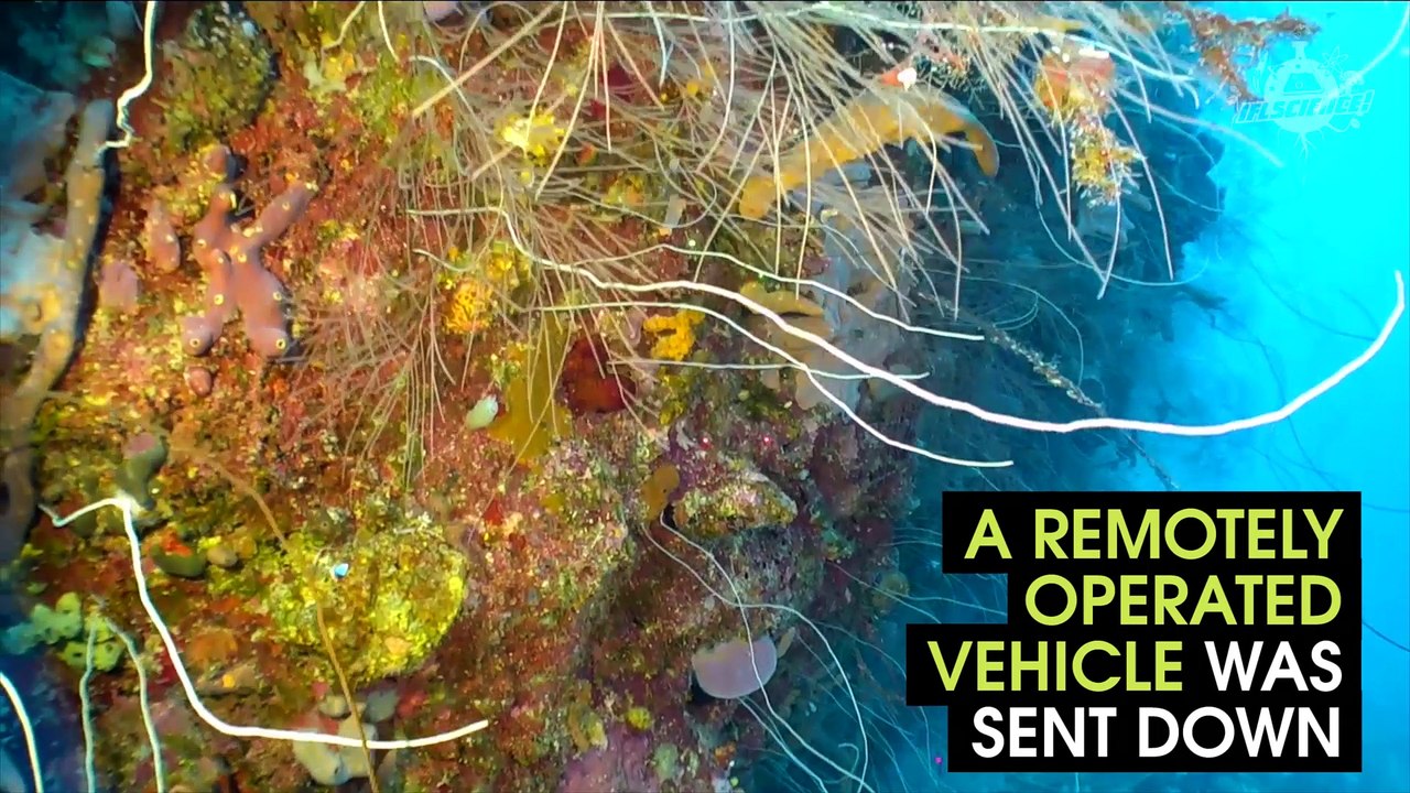 NOAA Studies The Incredible Cuba Reef