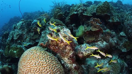 Guided Dives with Buddy Dive Bonaire