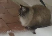 Siberian Cat Fails to Live Up to Its Name as Snow Hits Rome