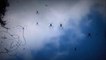 Des milliers d'araignées envahissent le ciel d'Australie