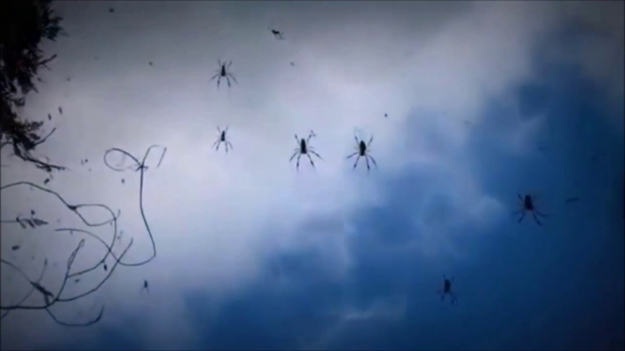 Des milliers d'araignées envahissent le ciel d'Australie