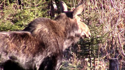 Vocation Nature - Compilation D'orignaux