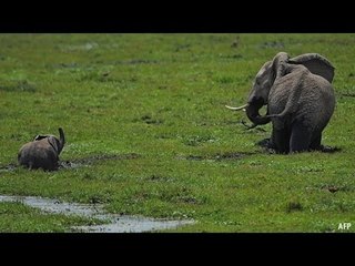 Babbage: Uncovering the Hidden Challenges in Science & Early Signs of Alzheimer’s 🧠