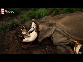 Trading in endangered species: The customer is sometimes wrong