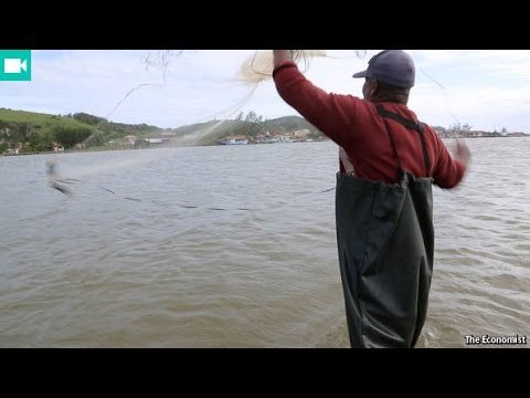 The age-old art of fishing with dolphins