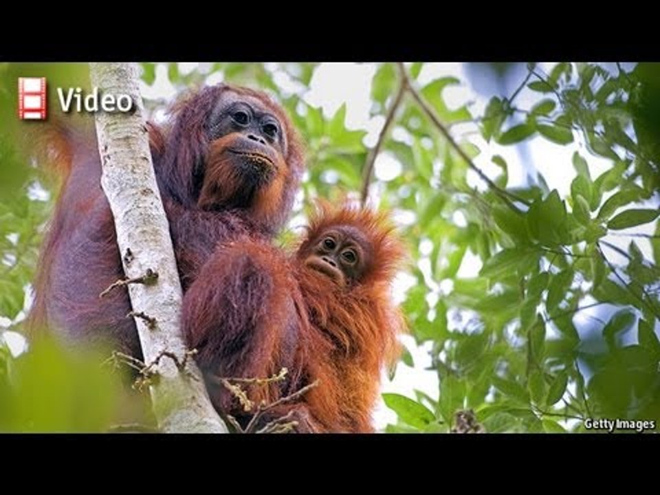 Special report: Biodiversity
