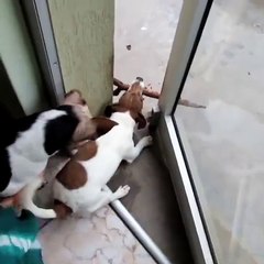 Dog having some stick trouble - The Most Amazing Videos