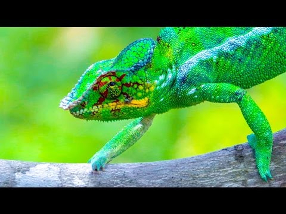 How do animals change their colour? The Economist video Dailymotion