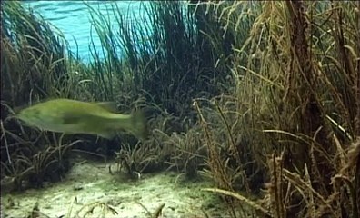 Nature S18E15 Springs Eternal Florida's Fountain of Youth