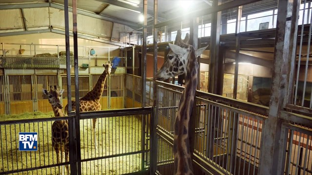 Vague de froid: comment les animaux du zoo d'Amnéville sont-ils protégés
