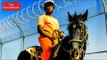 Can horse taming prevent reoffending? | The Economist