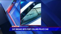 Cat Breaks Into Colorado Police Officer's Car