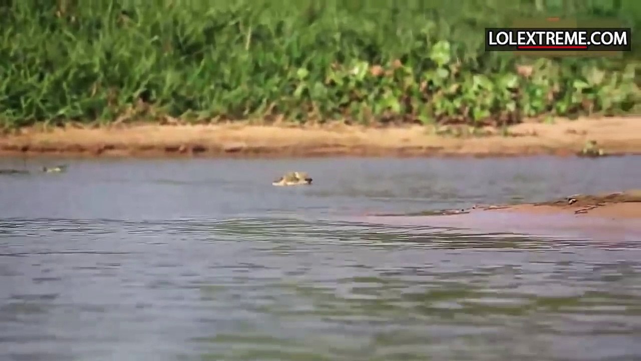 Tiger vs crocodile