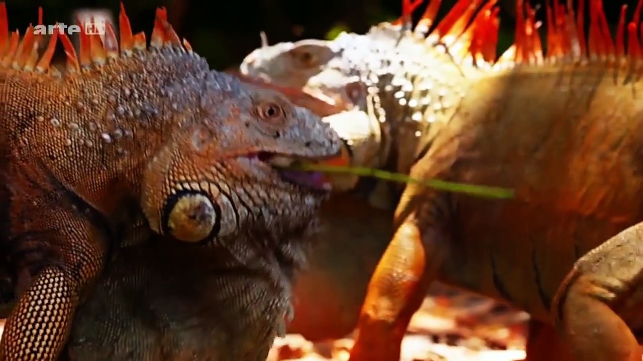 doku 2017  deutsch neu ★Der Karibik Jäger  ★das ultimative Raubtier   Doku