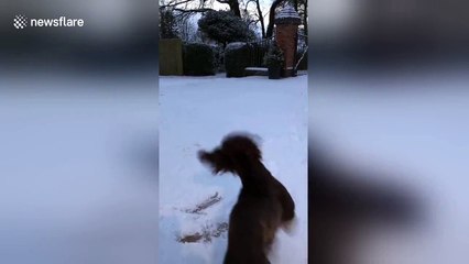 Sprocker Spaniel in UK sees snow for first time