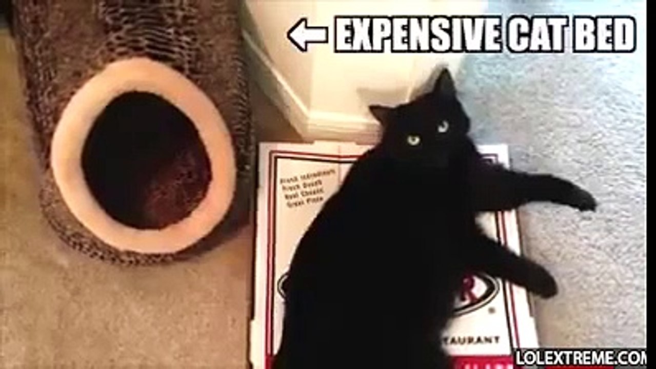 the logic of the cat