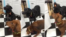 Quando um cão não aprecia de todo um petisco e tem um amigo que "malha" tudo...