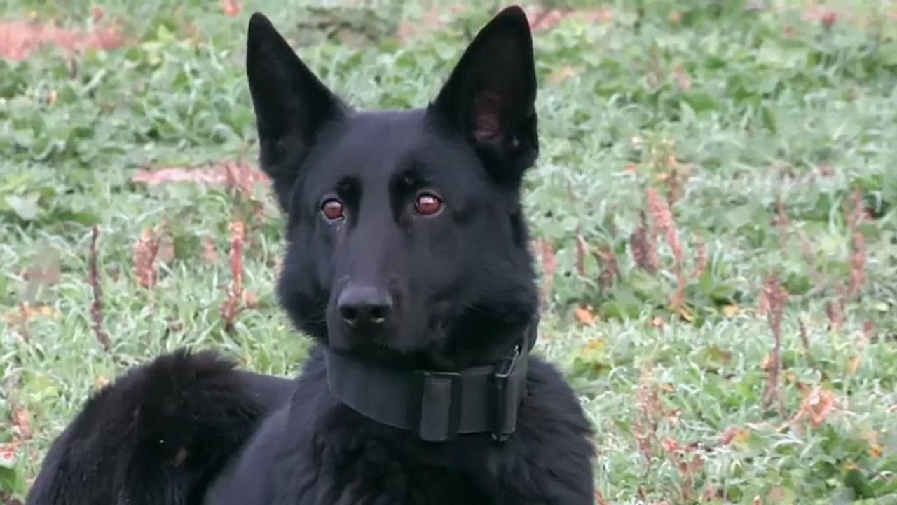 Minensuchhunde entdecken auch Prostatakrebs