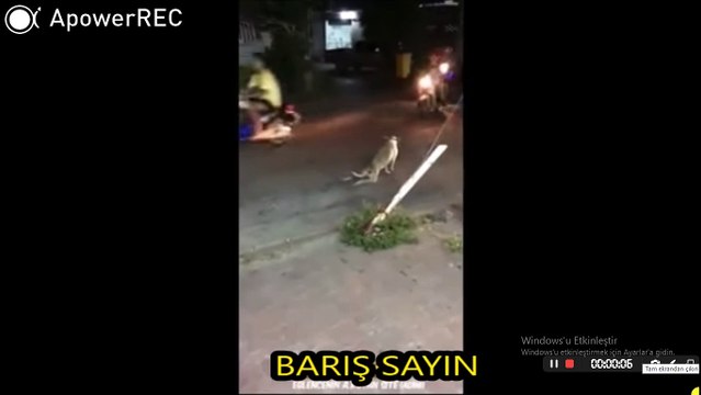 lustiger Hund, chien drôle, funny dog