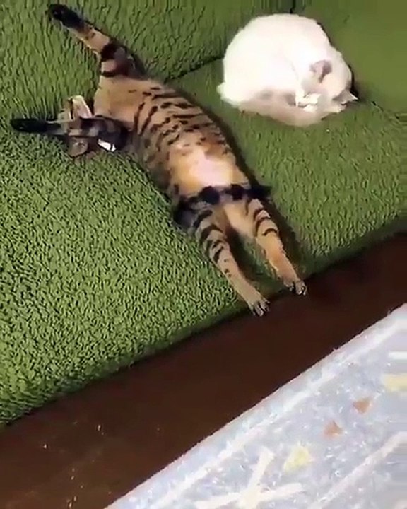 Existen dos tipos de gatos muy diferentes.....