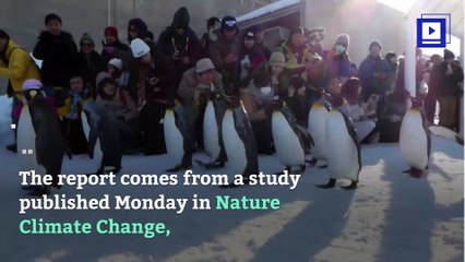 King Penguins Could be Extinct by End of Century
