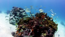 Diving a Blue Hole with Stuart Cove's Dive Bahamas
