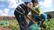 Gaza farmers fear tending their crops