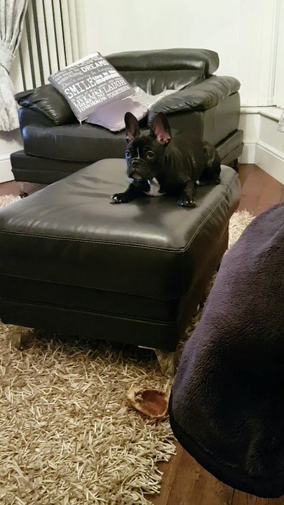 Dog Throws Back Treats