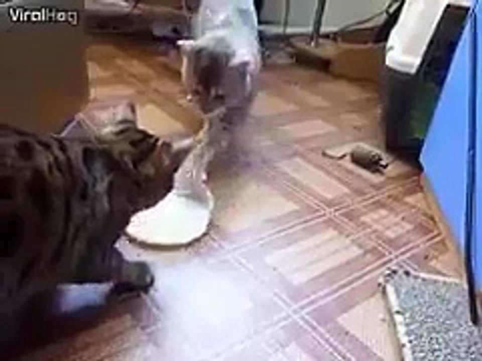 Les chats ne sont pas tous des enfoirés... regardez ces 2 là