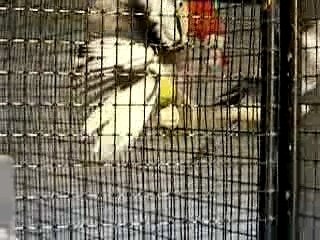 La douche des perruches