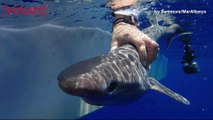 Scientists Discover New Species Of Shark Through Genetic Testing