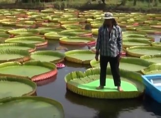 Download Video: Ces nénuphars sont tellement gros que cet homme peut se tenir debout sur les feuilles