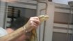Regardez comment se déroule l'extraction de venin sur un cobra royal