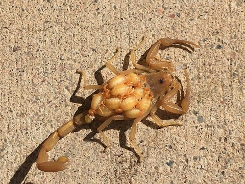 STINGS! 7 things to keep you safe during scorpion season - ABC15 Digital