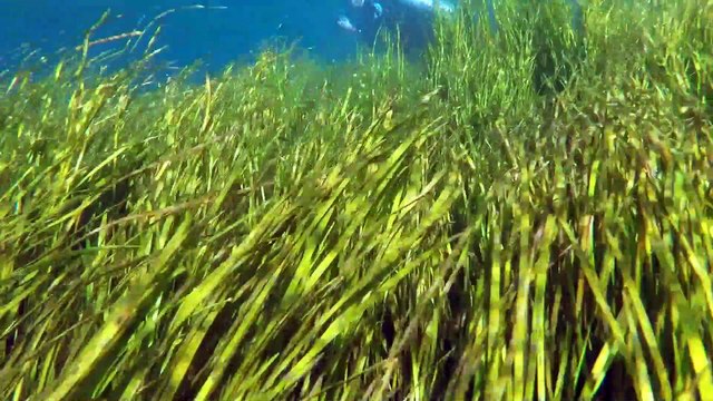 Scuba Diving in Florida's Rainbow River