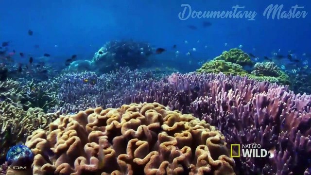 Os Segredos da Manta Gigante